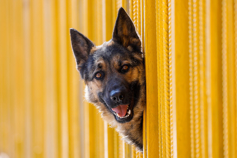 十七个实例证明：狗狗能提前预知坏人和坏事