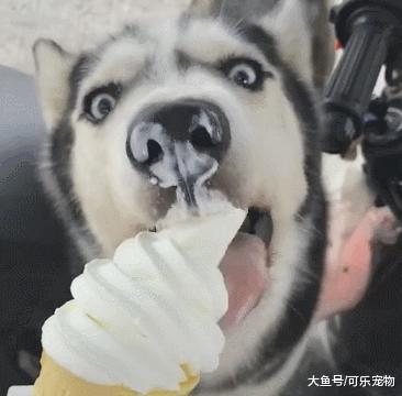 喜欢吃冰淇淋的哈士奇，见到冰淇淋车就兴奋，吃了雪糕就不再犯二