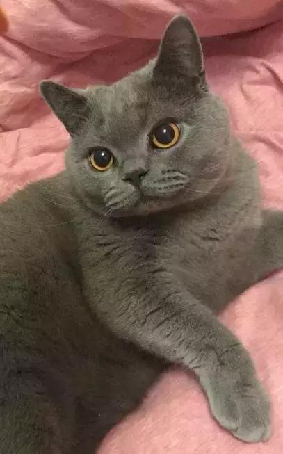 主人看电视看哭了，猫咪突然跑过来，原以为是来安慰自己，没想到