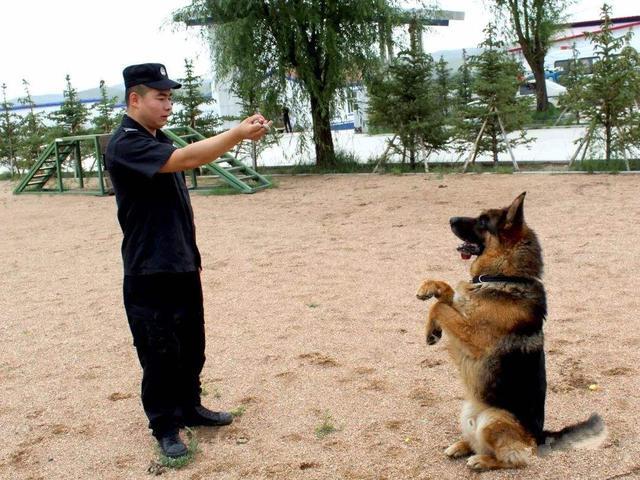 你所不知道的狗狗智商，铲屎官可通过四个方面来测试爱犬智力