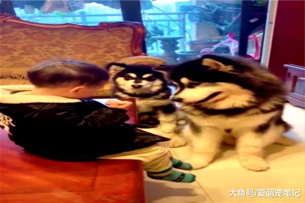 阿拉斯加看到小主人吃东西，从来都不会去抢而是排队等待，好有爱