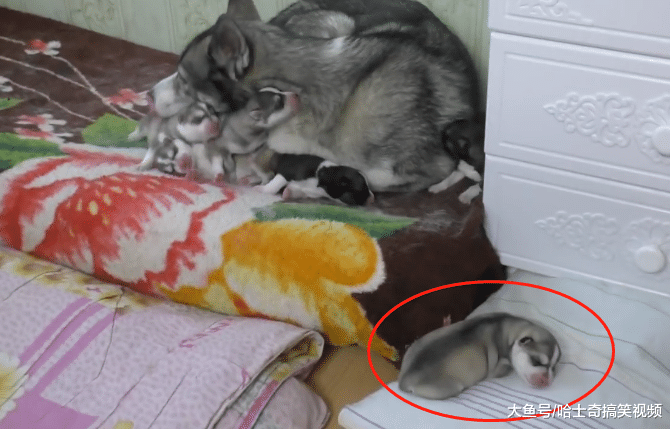 小二哈到处乱爬, 狗妈捡回时却漏了一只, 生几只都不懂吗?