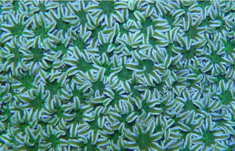 消失的斐济极品珊瑚，何时能在我们的海缸里再现？