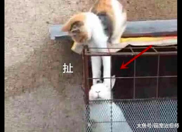 猫咪站在笼子上去抓兔子的头, 却怎么也拎不起来, 兔子: 要窒息了