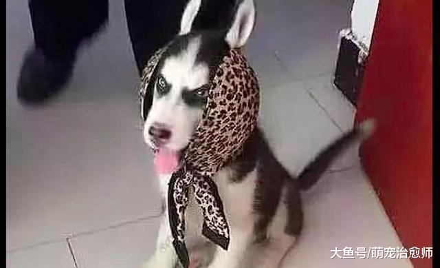 網友把內衣包在哈士奇的頭上，它瞬間變成了狼外婆，模樣神似呀！