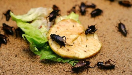 蟑螂最害怕的东西，在家中很常见，只需一虚，让蟑闻风丧胆！