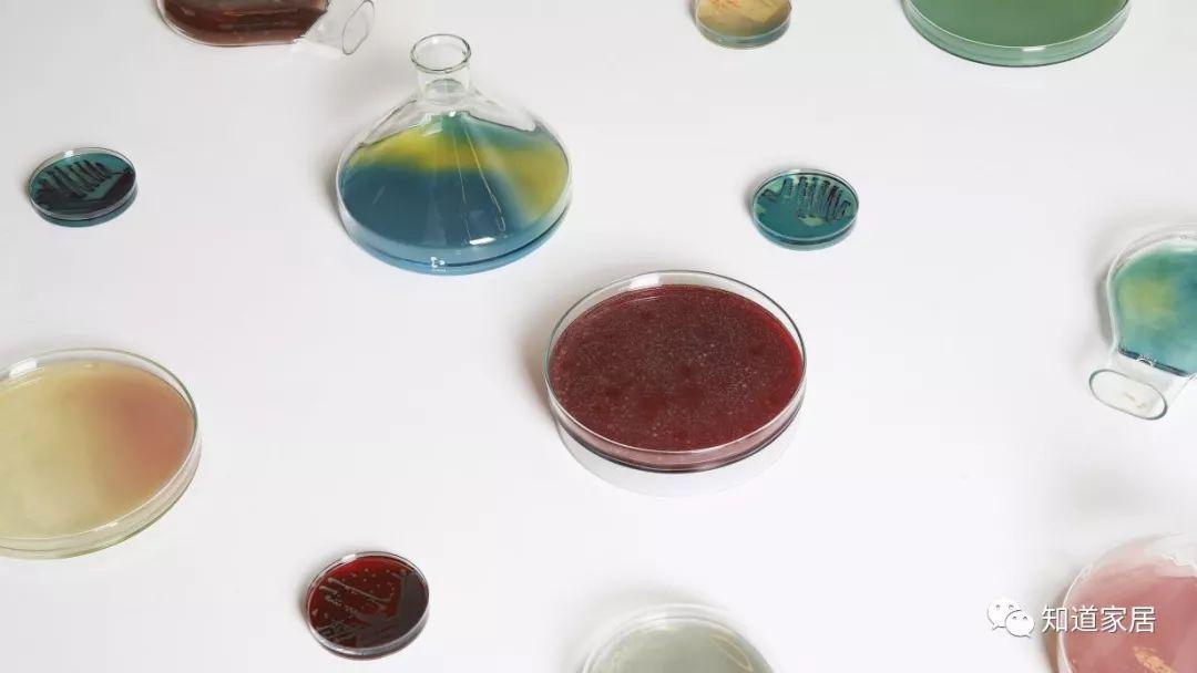 細菌化石燈：每一個花紋都不一樣