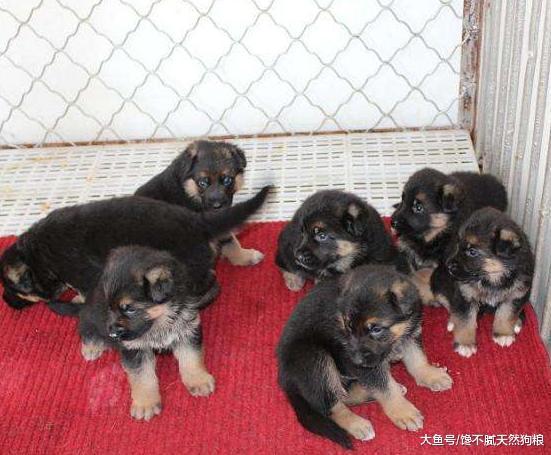 德国牧羊犬的饲养要点，你需要了解这几点