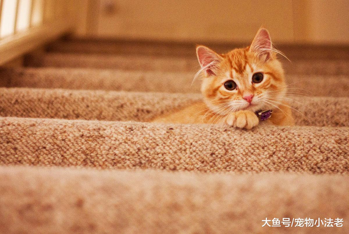 很多铲屎官认为让猫咪受冻，会让毛发变漂亮，这是真的吗？