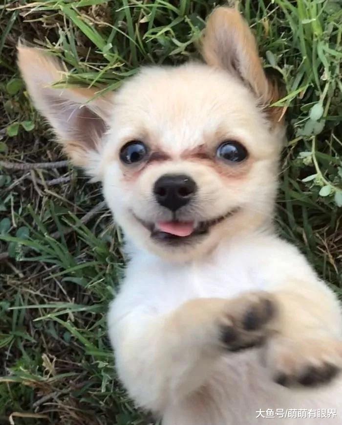 三个月小奶狗被打成重伤后遗弃，看到旁边的一封信，众人纷纷点赞和帮助主人