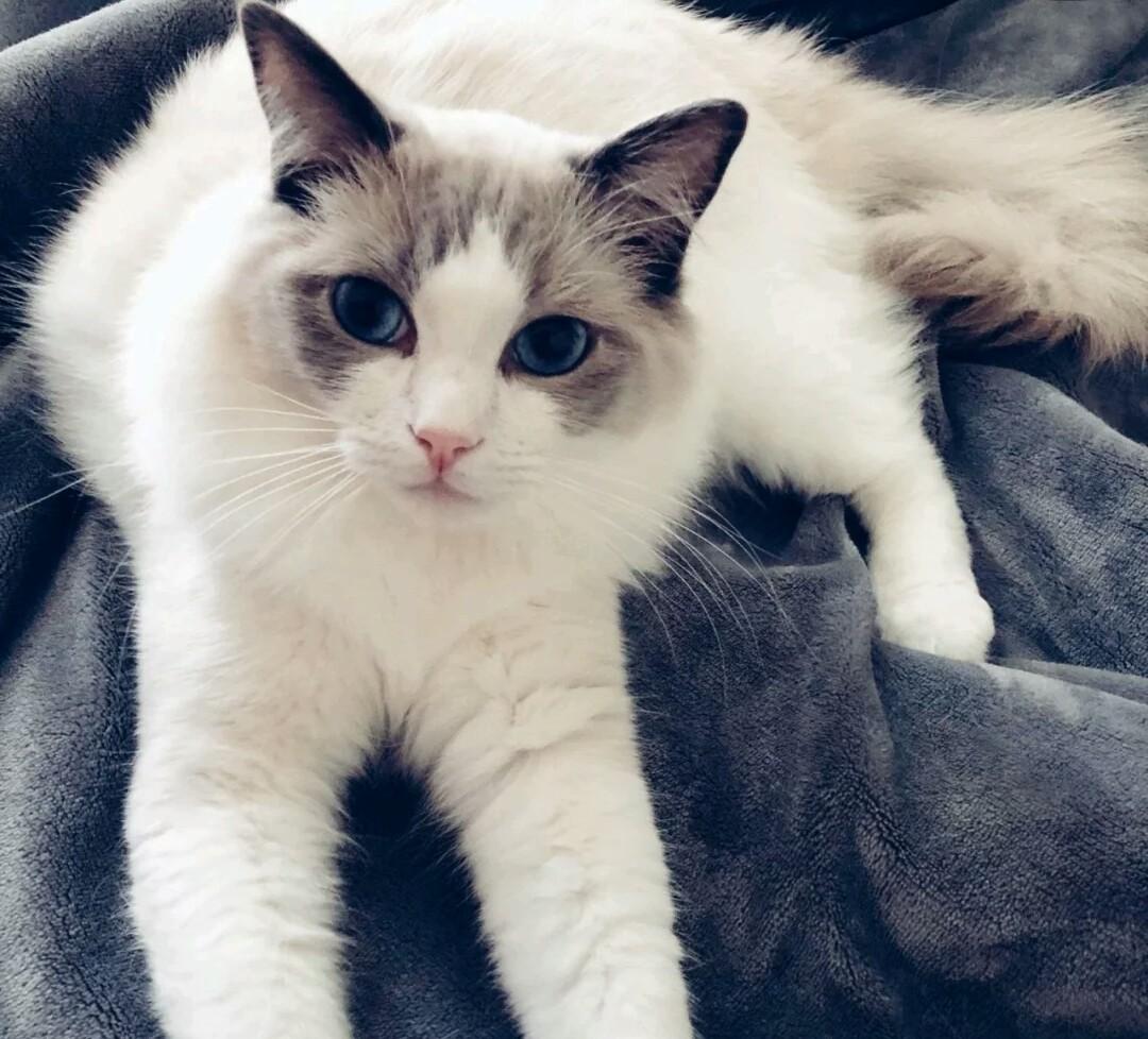 猫咪的奇怪要求，感觉像是养了群女朋友，铲屎官痛并快乐着