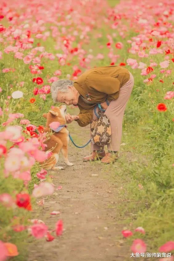 奶奶带柴犬看樱花的场景，被摄影师记录下来，感动了无数网友