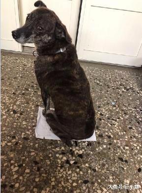 超乖狗狗坚持室外排便，当主人忘记遛狗时，它就尿在塑料袋上面