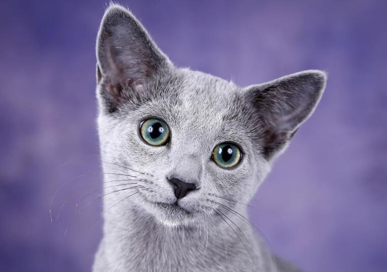 蓝猫不只是英短，这一种蓝猫一般人真的养不起，出了名的烧钱