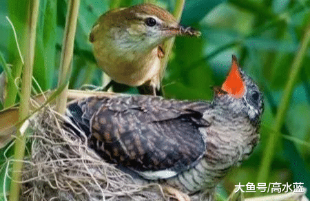 世界上最懒、最“卑鄙”的鸟，却被老百姓视为吉祥鸟