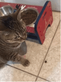 吃饭被打扰，猫咪竟愤然离去，留下铲屎官风中凌乱