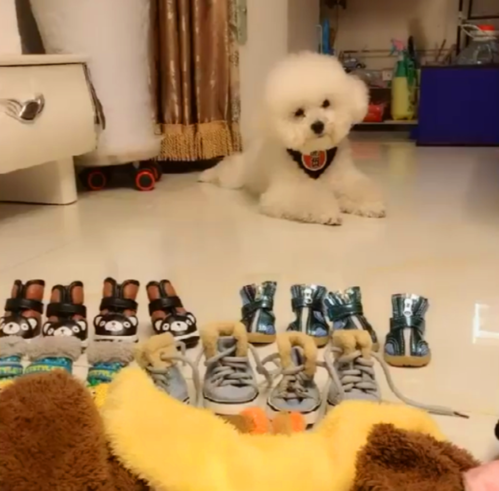 小黑狗怕冷, 钻进主人的衣服口袋, 狗: 暖暖的……