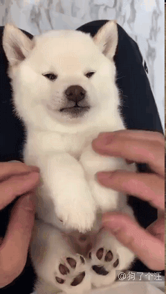 在飞机上的服务犬一直被偷偷摸头，怎么办？