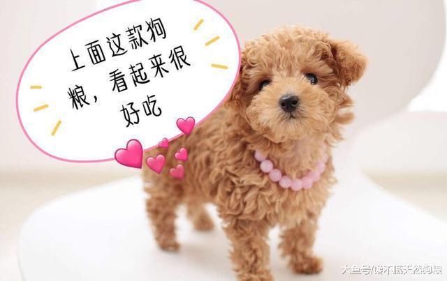 5大饲养误区: 为了泰迪犬健康, 请花两分钟看完!