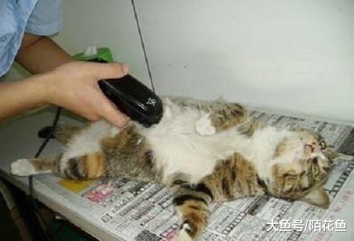 猫咪绝育后变成“肥宅”，主人拿它丝毫没有办法……