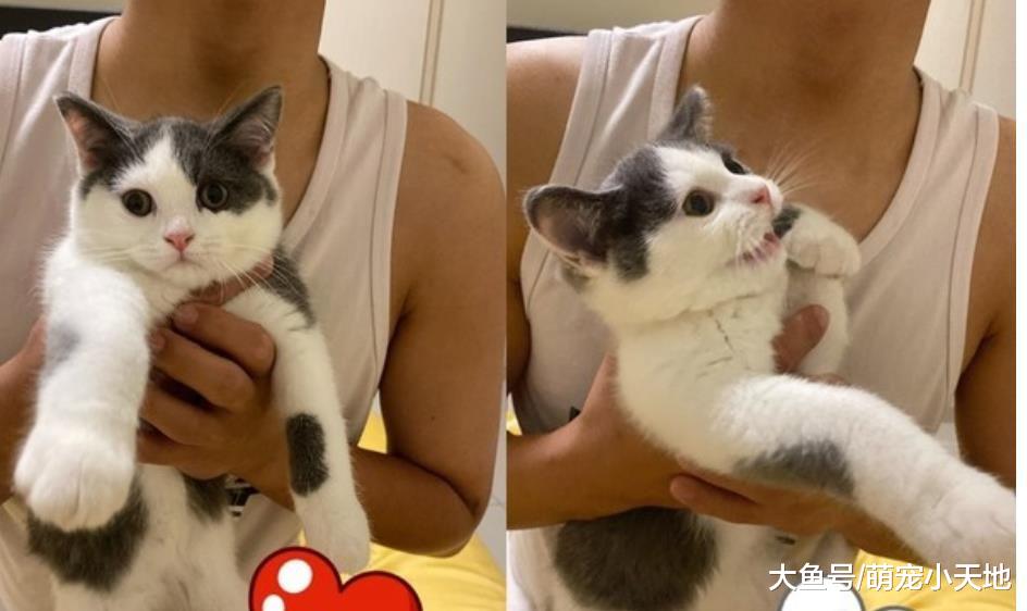 全家福藏玄机！猫主子失恋眼神笑翻主人：快拿墨镜啊