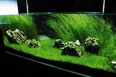 新手篇---水草缸的维护（过滤）