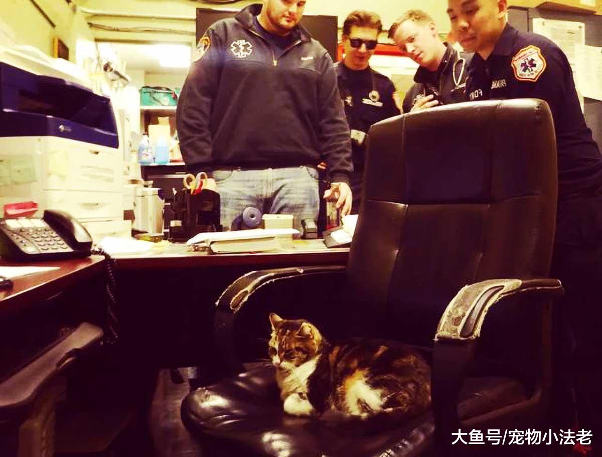 流浪猫为避寒竟误闯警局，但它的1个举动，竟让众多警员感动落泪