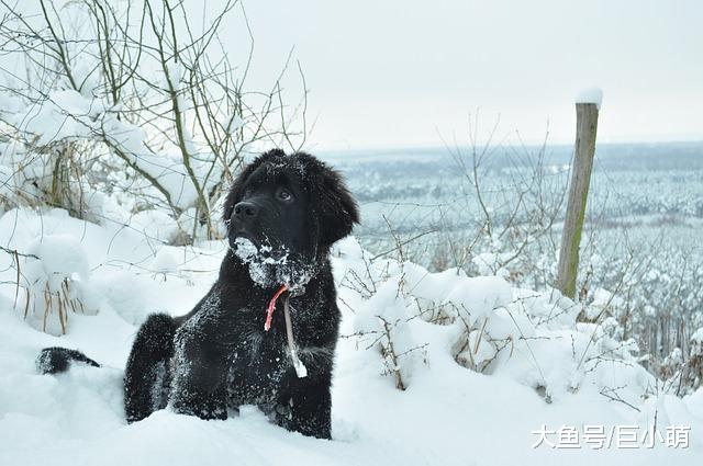 9种容易患关节炎的狗，可能是遗传问题，主人要注意检查