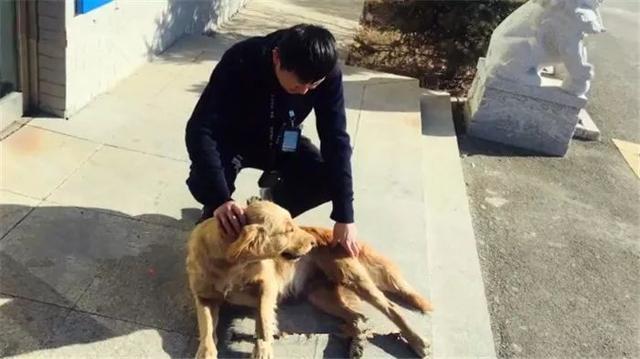 金毛兄弟高速逆行被抓，賴在警局狂吃包子，欲成警犬被警察拒絕！
