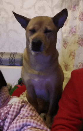 主人熬夜打牌，大黃狗蹲在一旁犯瞌睡，狗：困成狗了……