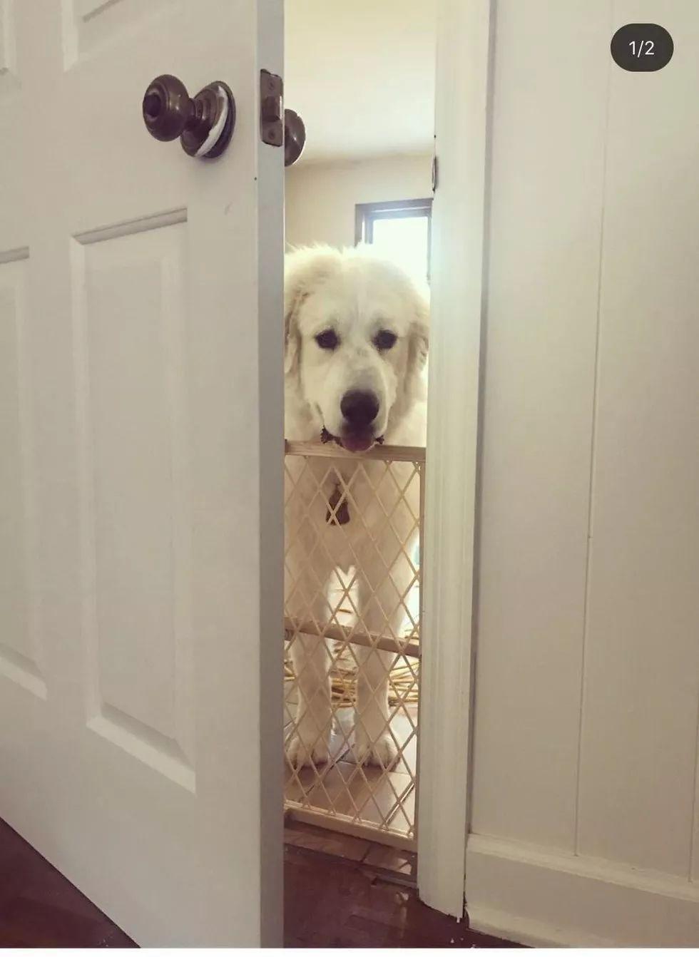 猫咪生娃，狗狗奶爸在旁着急：我这是当爸爸了吗