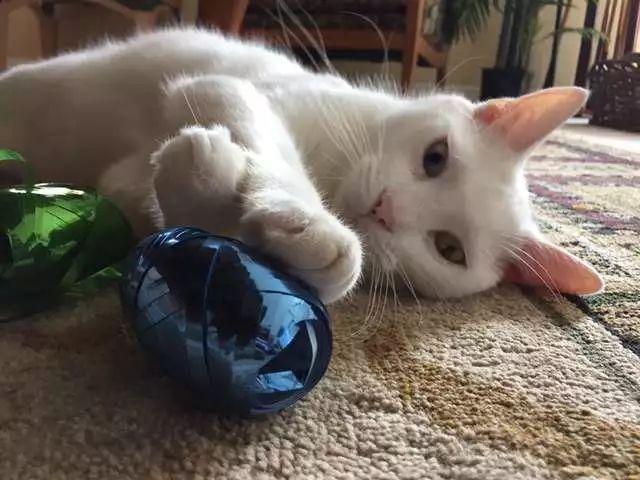 这只病重的猫咪曾被认为已经失明, 但它康复睁眼后大家都被惊艳了