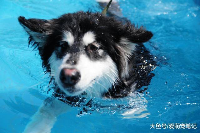 阿拉跳進了湖里游泳，主人用香腸引誘半天才拉上岸，典型的撒手沒