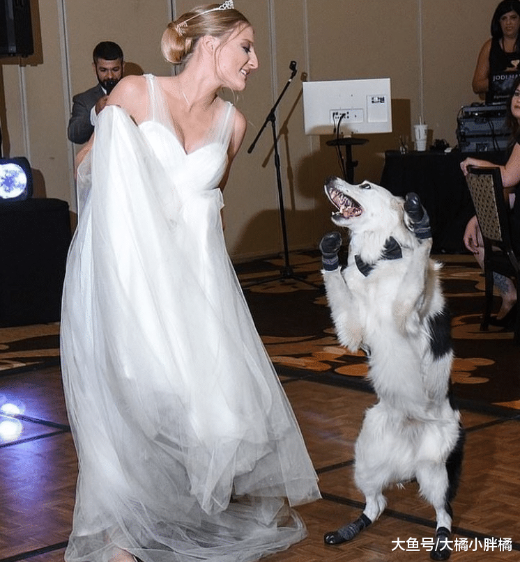 新娘在婚礼上和爱犬跳舞，华丽身姿令人陶醉，新郎的反应太逗了