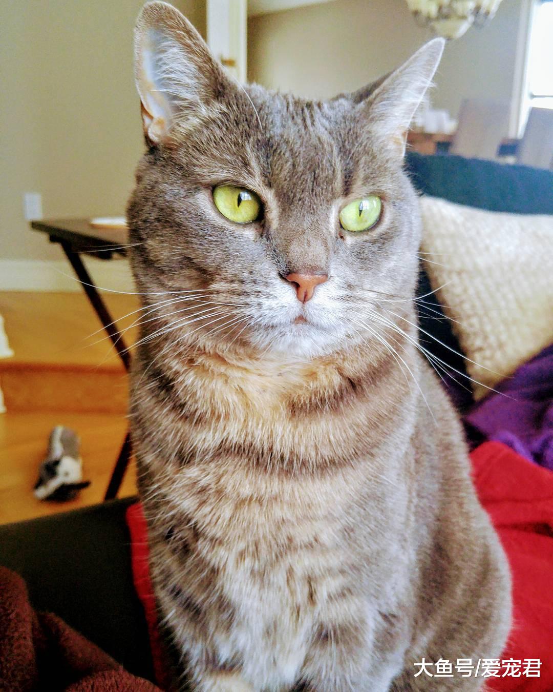 猫咪突然在家里乱尿尿了，是什么原因？该怎么办？