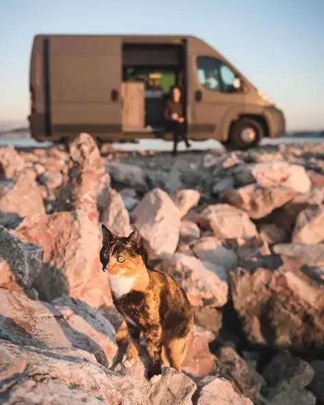 流浪猫私自闯上车被赶出，最后居然搭上顺风车，环游全欧洲