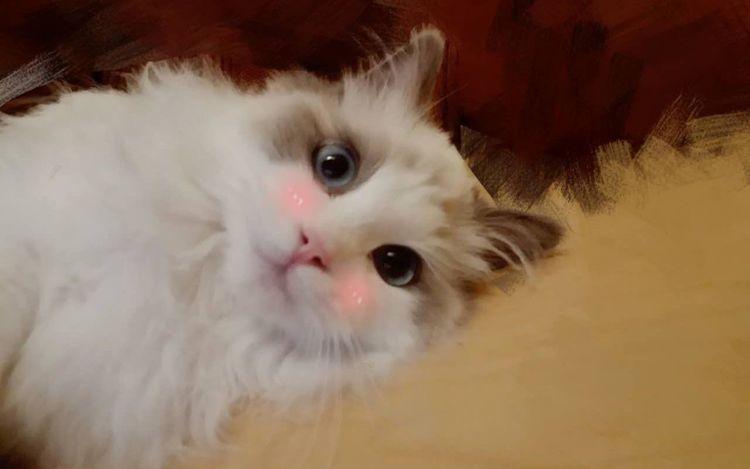 辟谣! 猫可以看见人类看不到的东西? 黑猫更不吉利会招来“厄运”