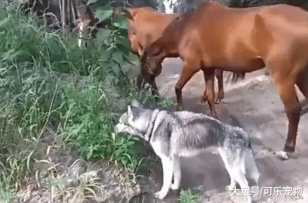 哈士奇真是个“交际花”，跟马和牛成了好朋友，还和猪一块玩耍