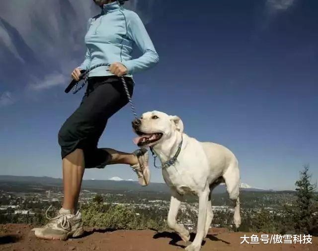 德国，一个被誉为“永远不会出现流浪狗”的国家