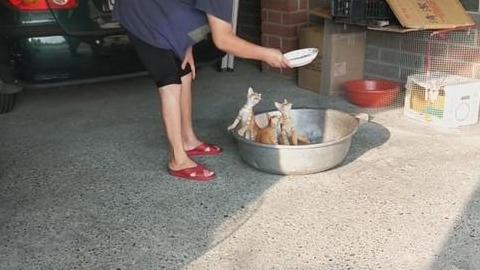 小猫听到铁盆声音，立马乖乖跳进去，网友：奶奶的最强猫咪召唤术