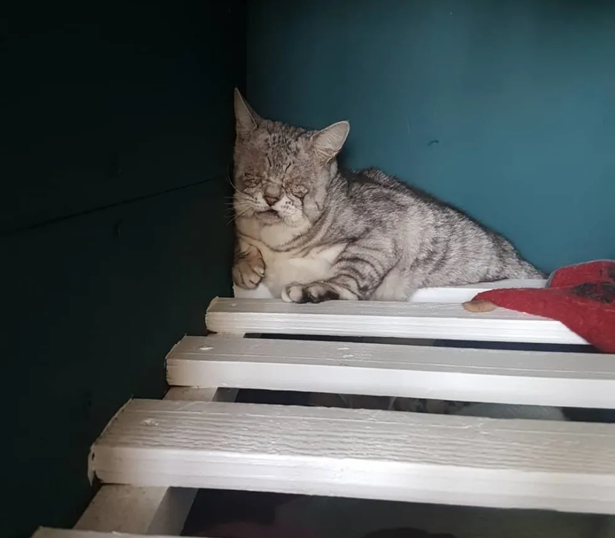 猫咪脸部天生缺陷而自卑，可独特的样子却带给它幸福生活，真幸运