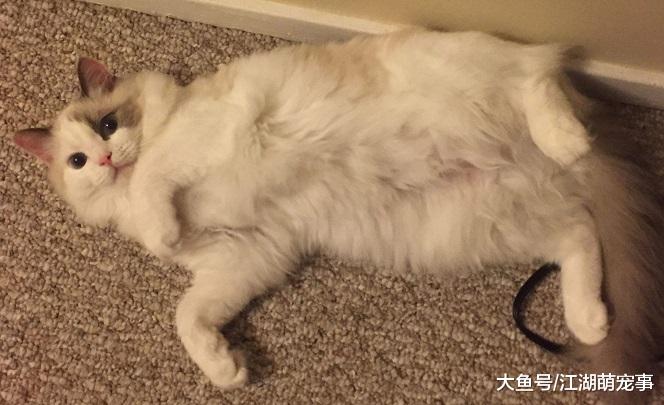 如何读懂喵星人的爱，看有没有这6个行为就知道了