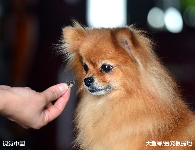 读懂狗狗的行为，主人需要做到以下四点，能让你的狗狗更听话！