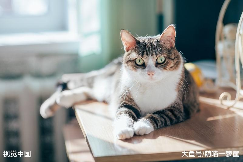 猫咪的一岁相当于人类的七岁？其实没有那么简单