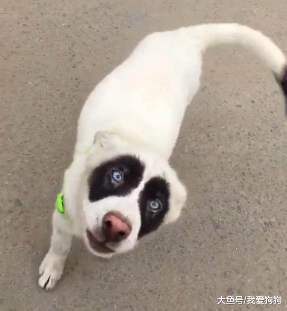 这些狗子长得也太随心所欲了吧, 有些简直是突破想象的天际