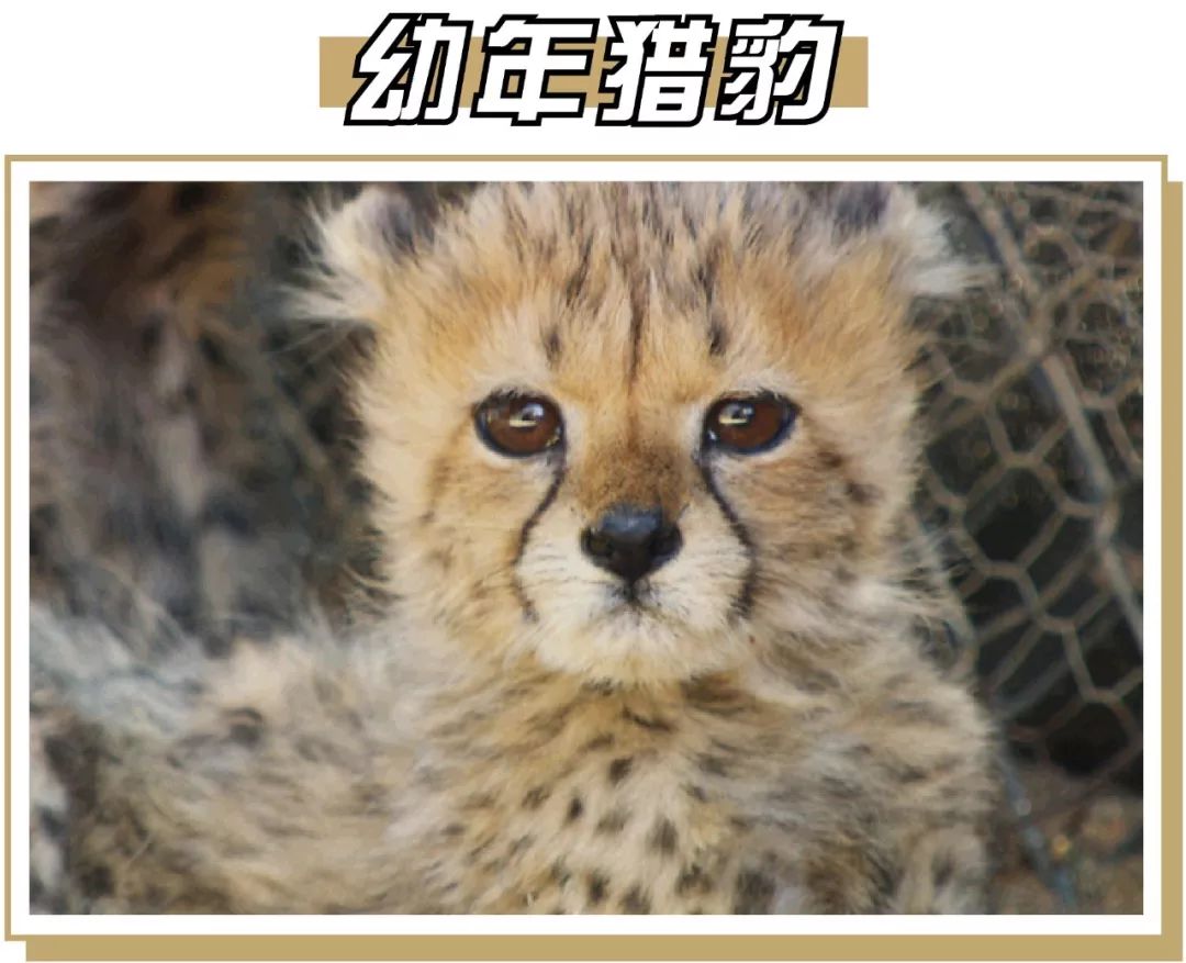 终极猫控听力试题！进来看看你能得几分？