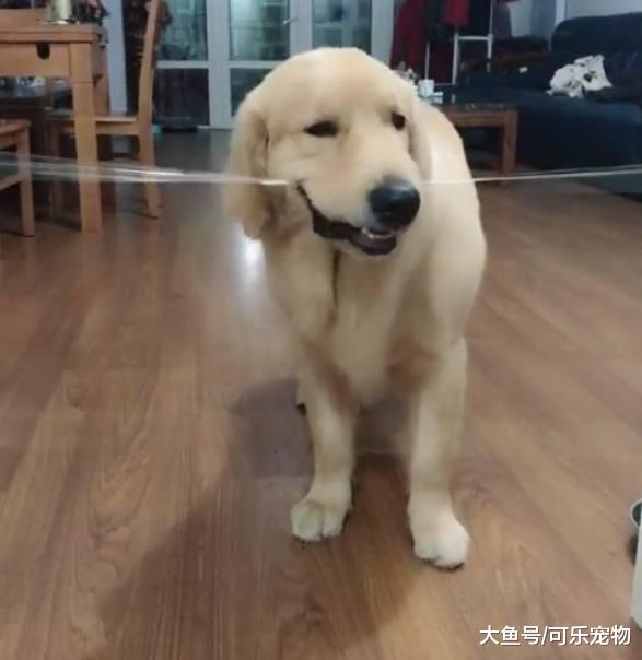 主人用胶带封门坑狗，结果二哈翻了个“帅气”的跟头，把胶带扯了