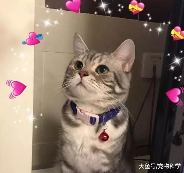 感觉我家猫的颜值时高时低