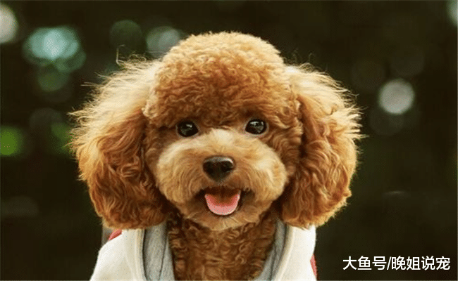 5种最“小气”的狗狗, 凶主人是轻的, 第五种会“报复”主人