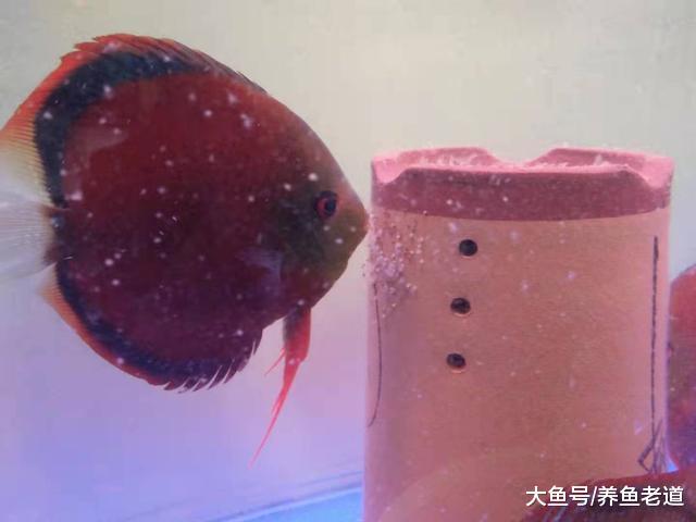 多灾多难的红财神七彩神仙鱼，终于繁殖成功！